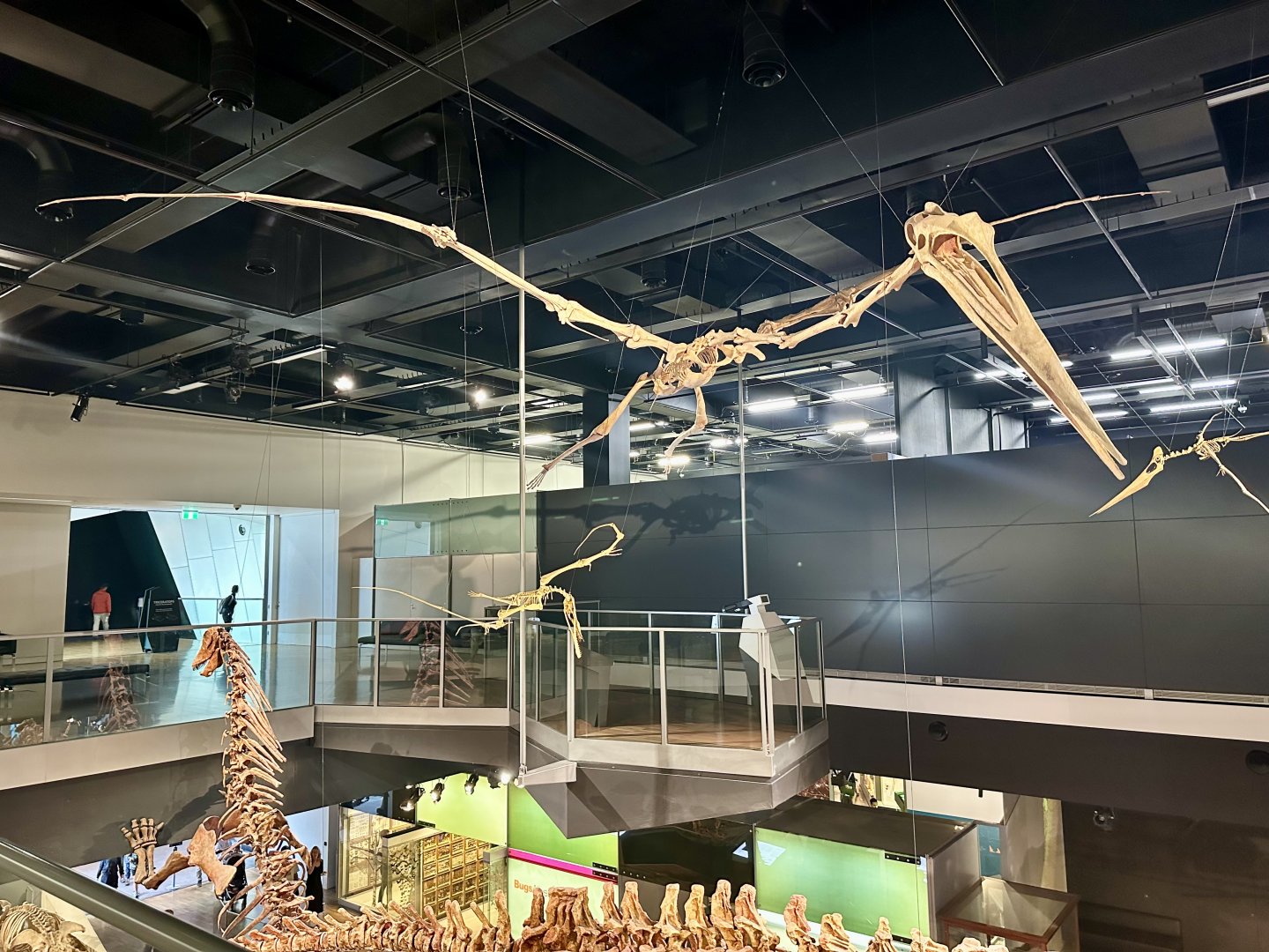 Quetzalcoatlus northropi