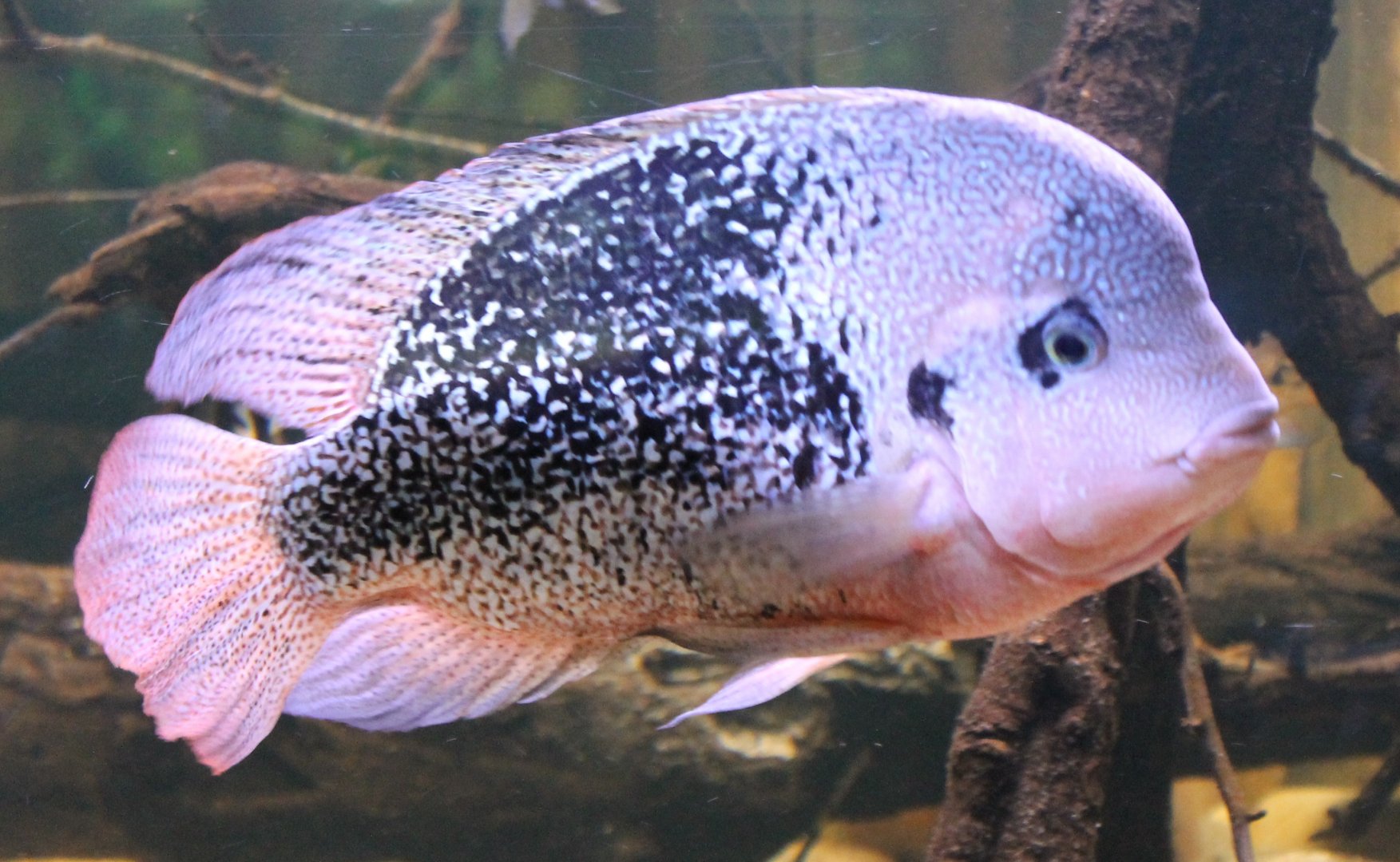 Quetzalt cichlid