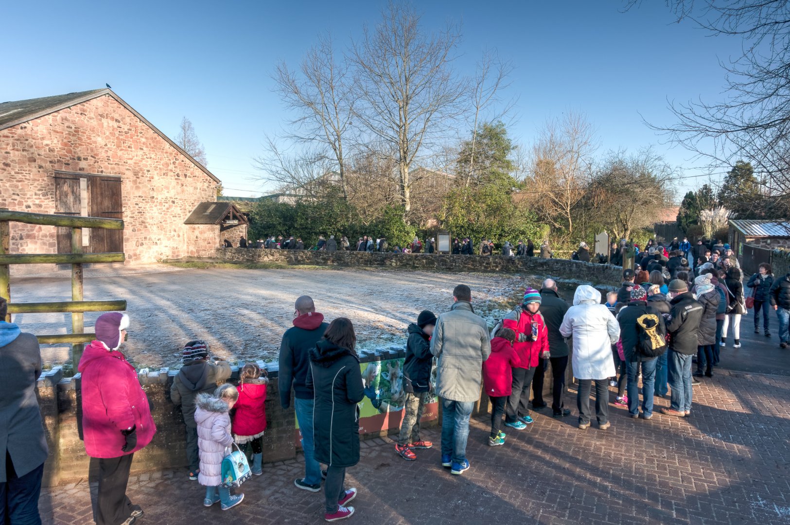 Queue to View the Rothschild’s Giraffe Calf - 29/12/2016