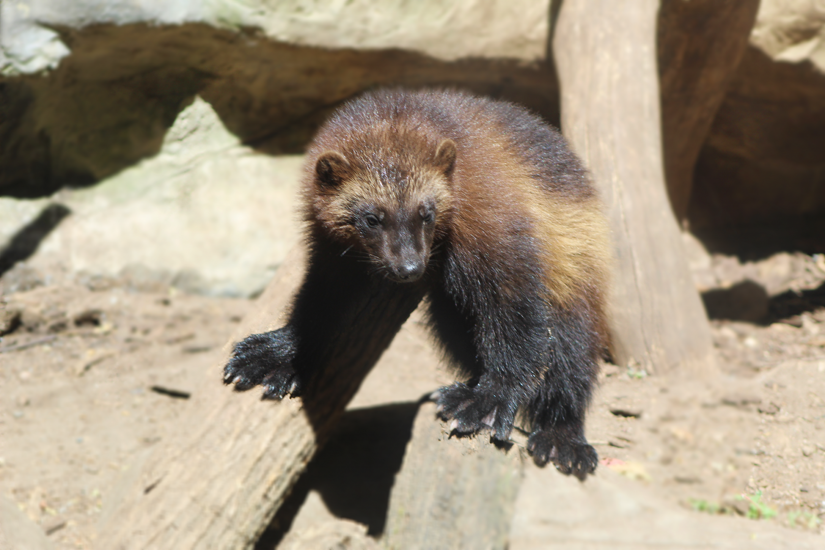 Quick-Footed Wolverine