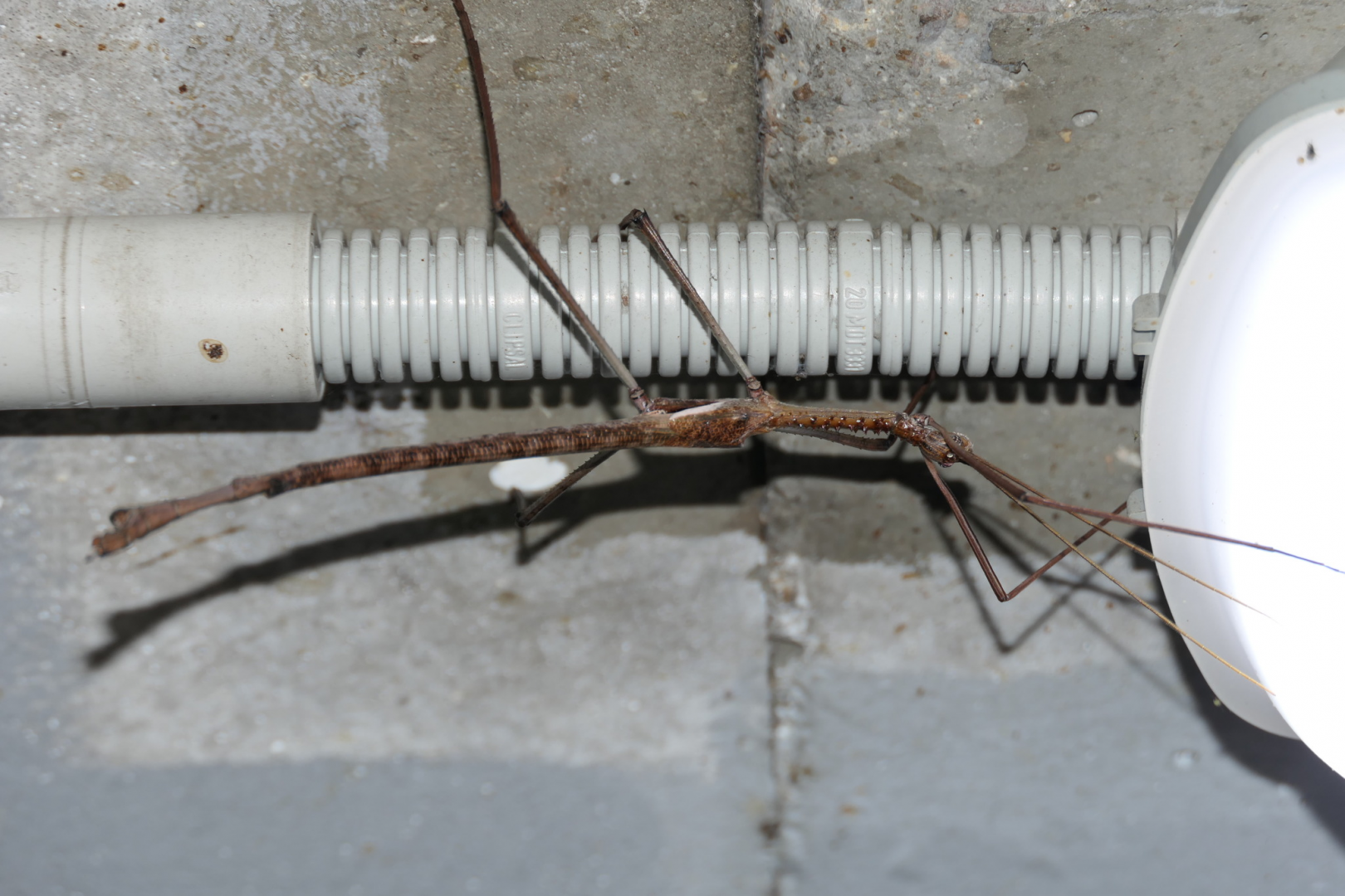 Quick Stick Insect (Acrophylla thoon)