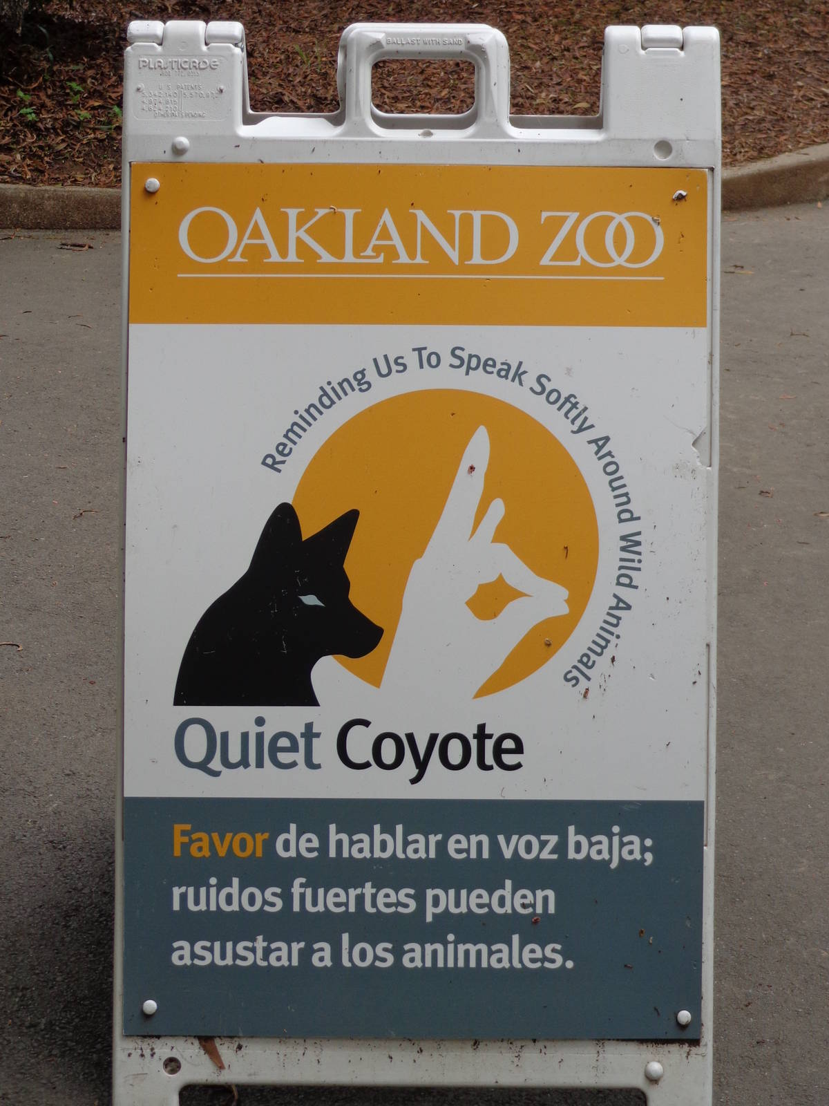 Quiet Coyote