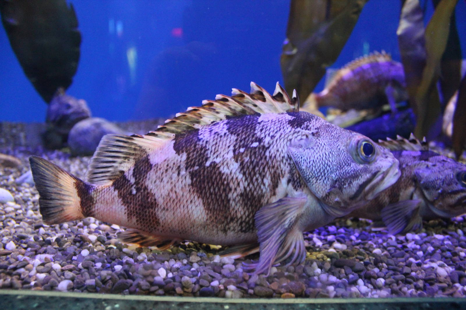 Quillback Rockfish or Blackbelly Rosefish - June 2016