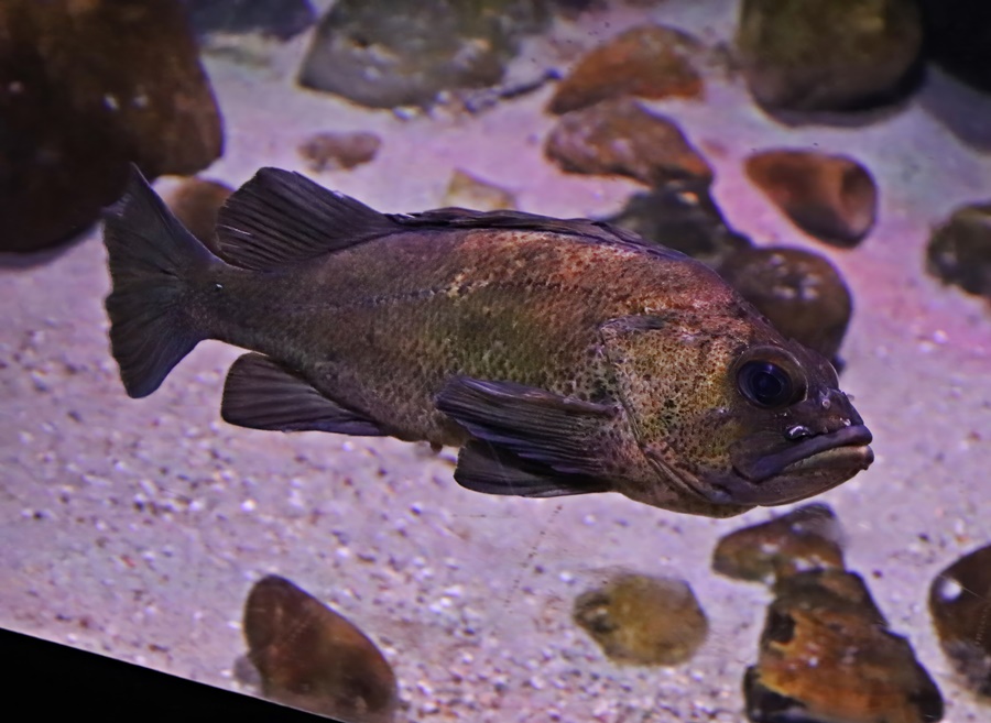 Quillback rockfish (Sebastes maliger)
