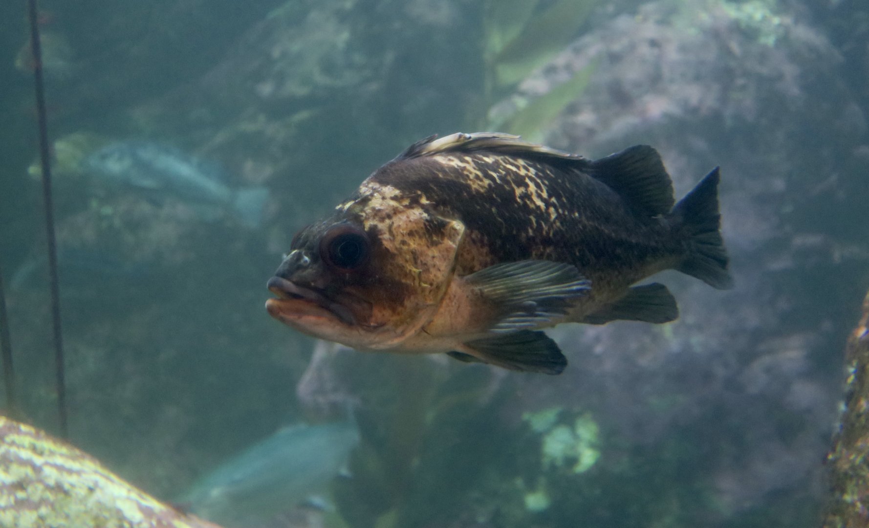 Quillback Rockfish (Sebastes maliger)