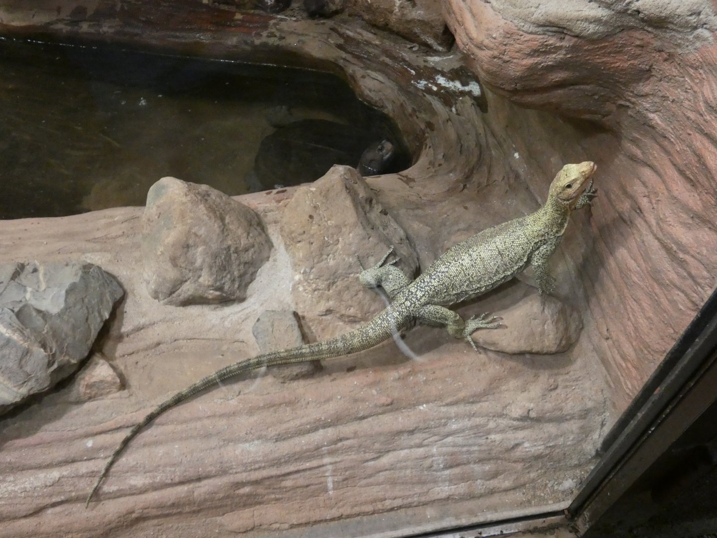 Quince monitor and Giant Asian pond turtle