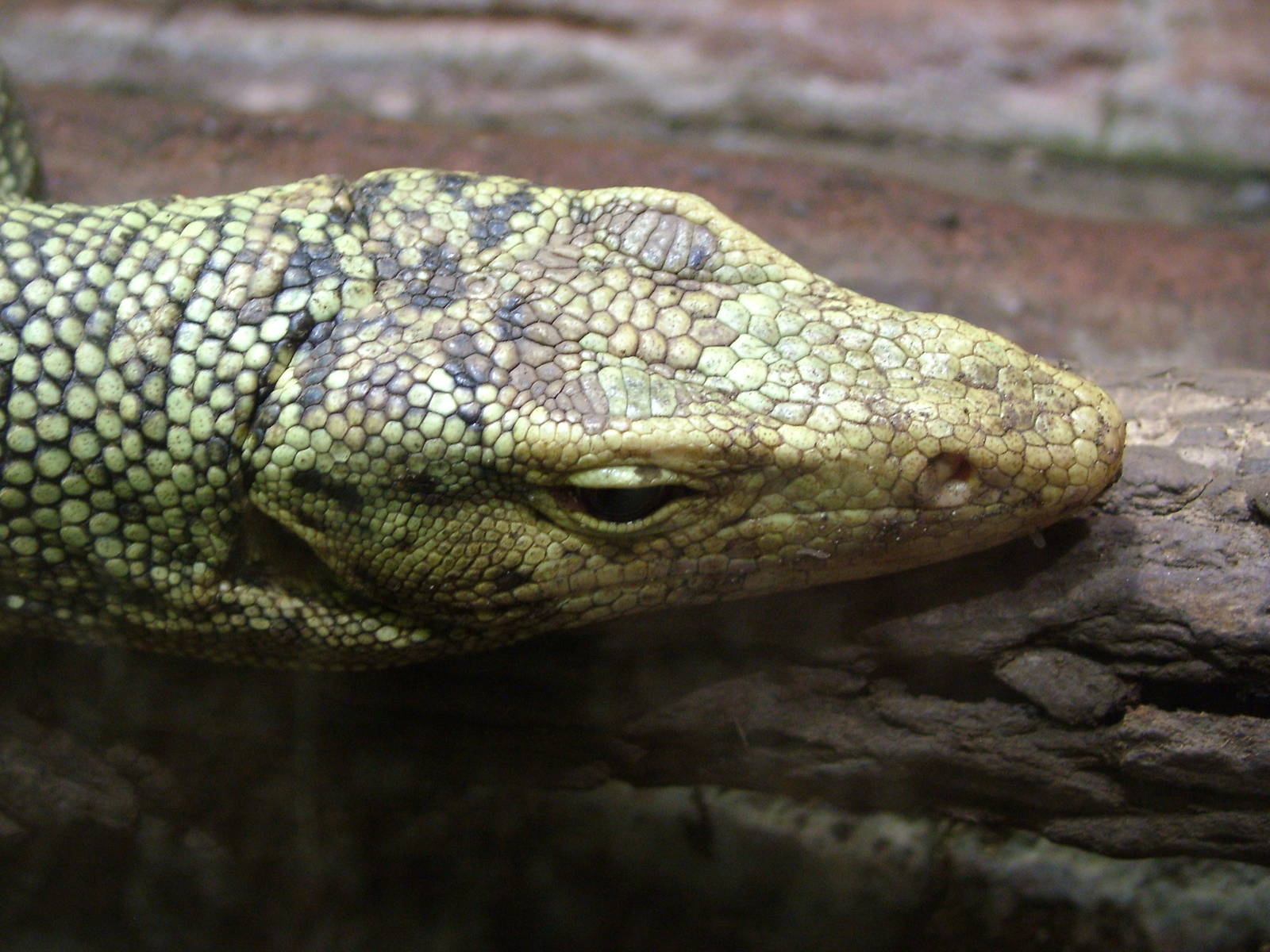 Quince Monitor at Prague, 24/05/10