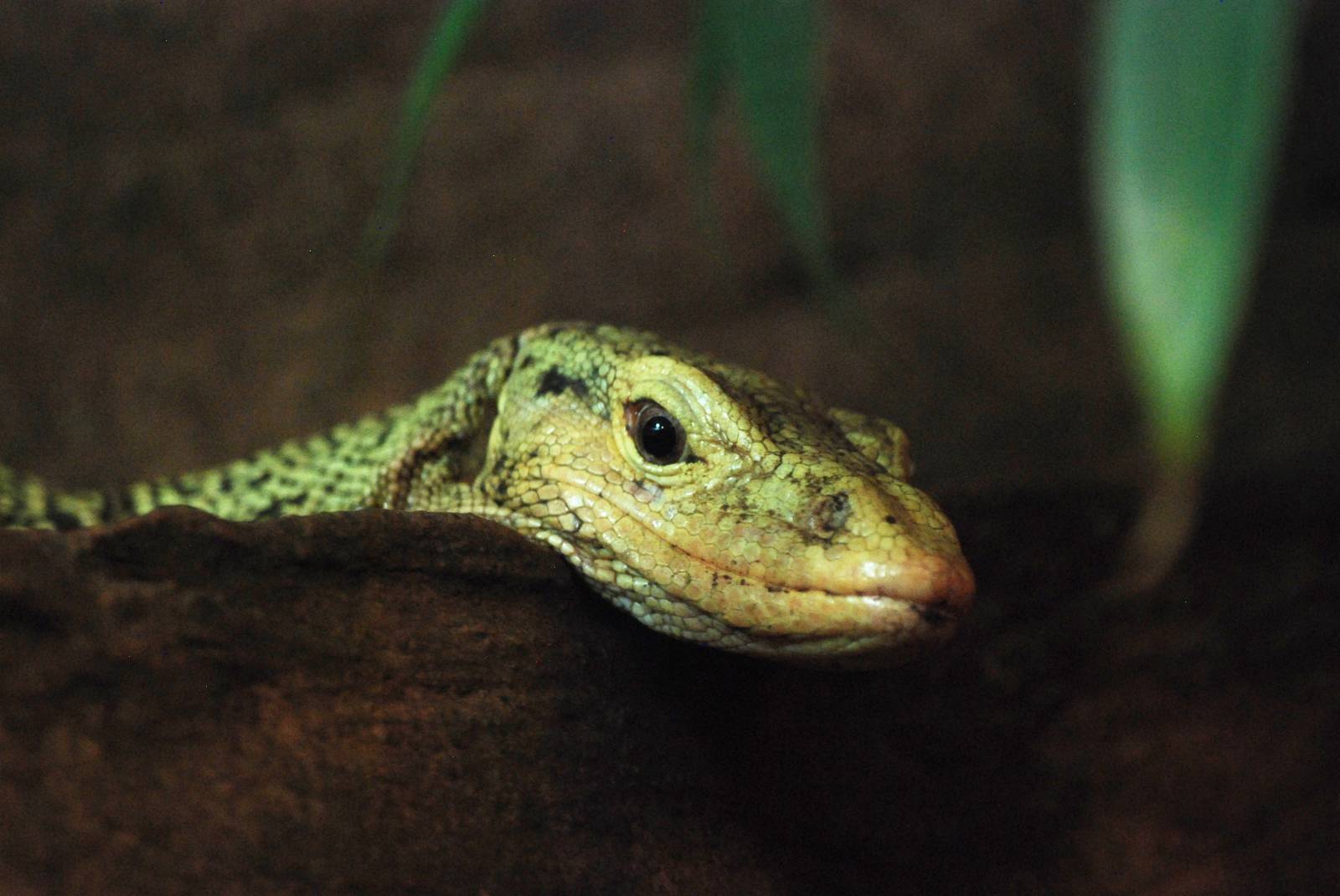 Quince Monitor at Prague, 25/08/12