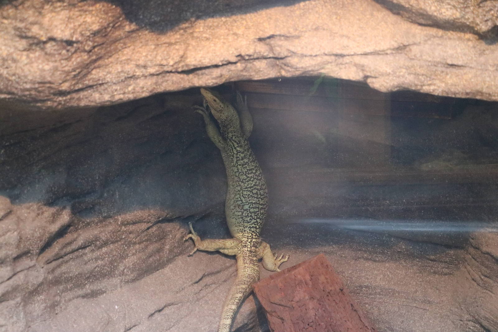 Quince monitor, February 2016