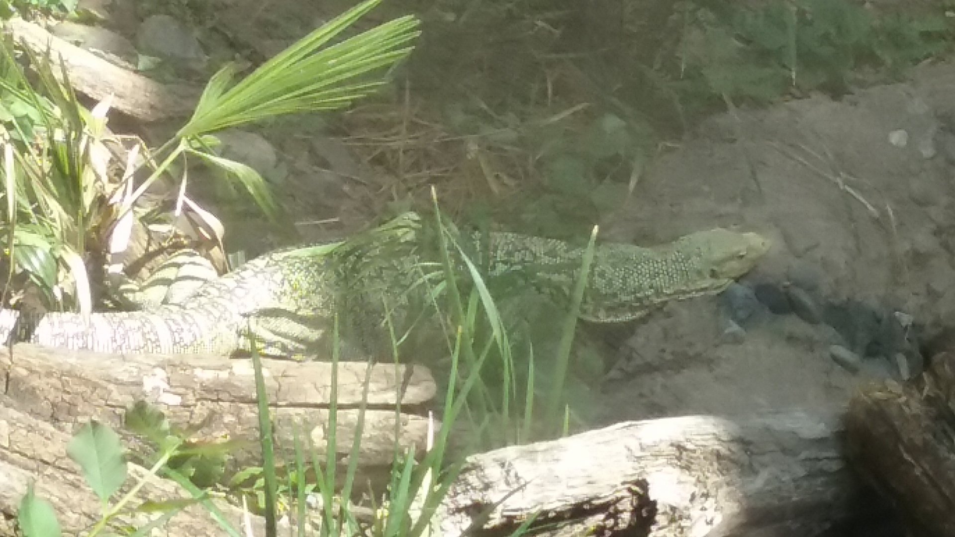 Quince monitor relaxing