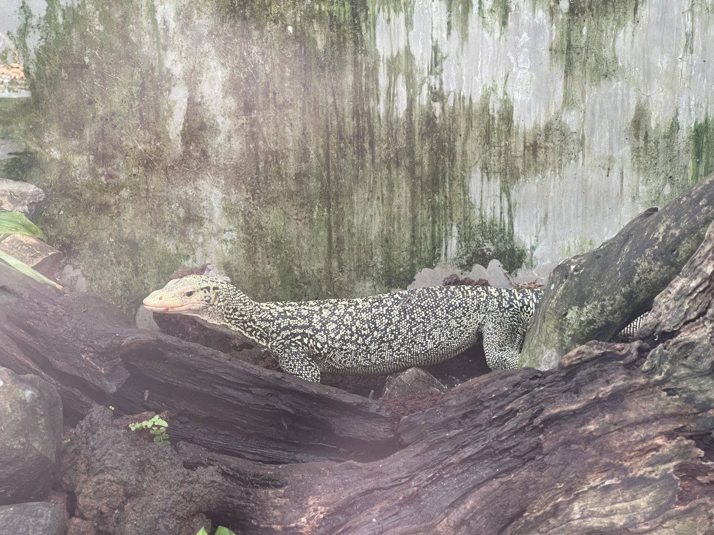 quince monitor (varanus melinus) - museum komodo