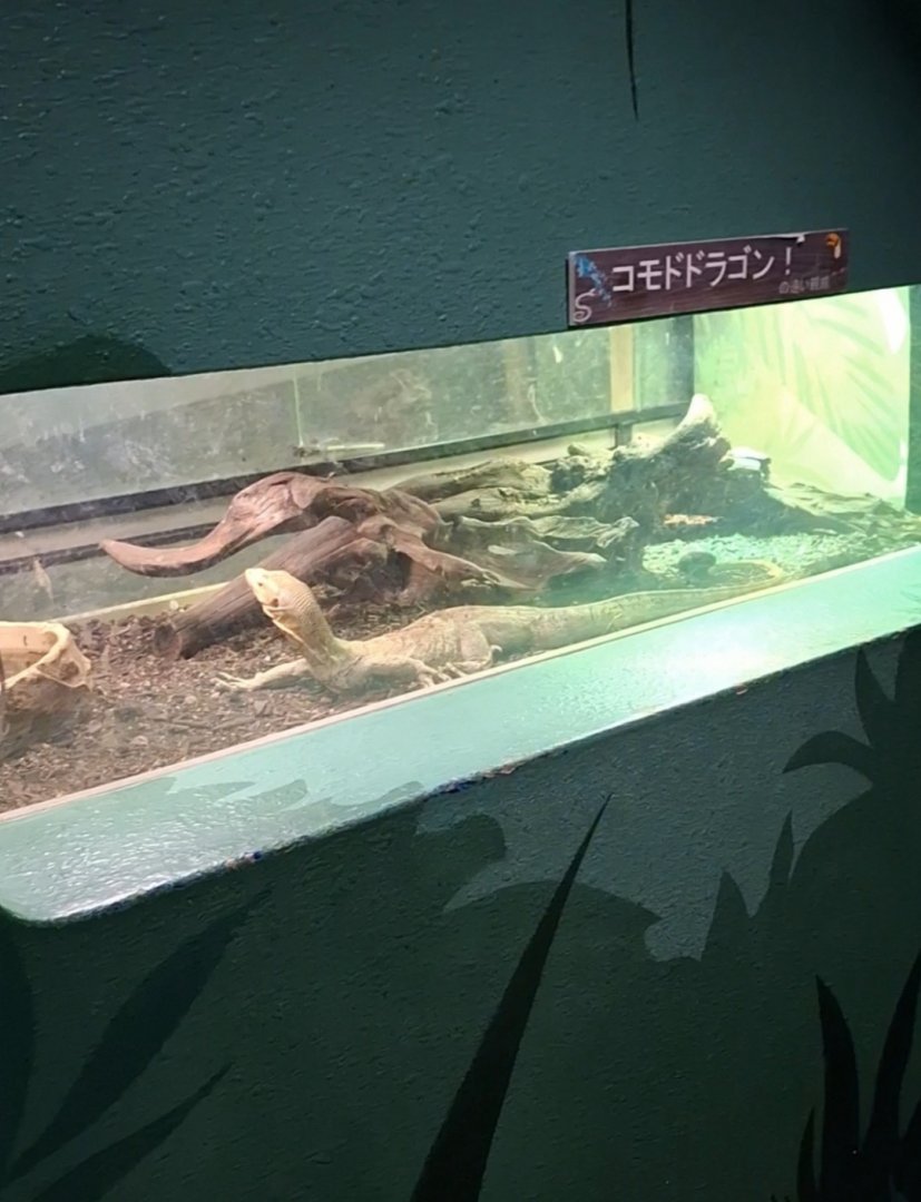 Quince Monitor (Varanus melinus) tank - Uozu Aquarium
