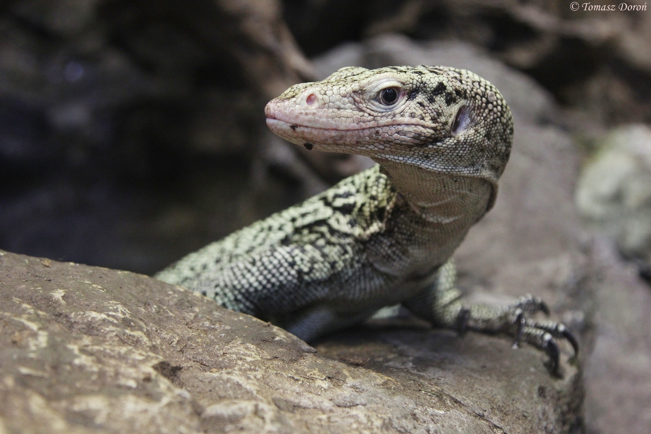 Quince Monitor (Varanus melinus)