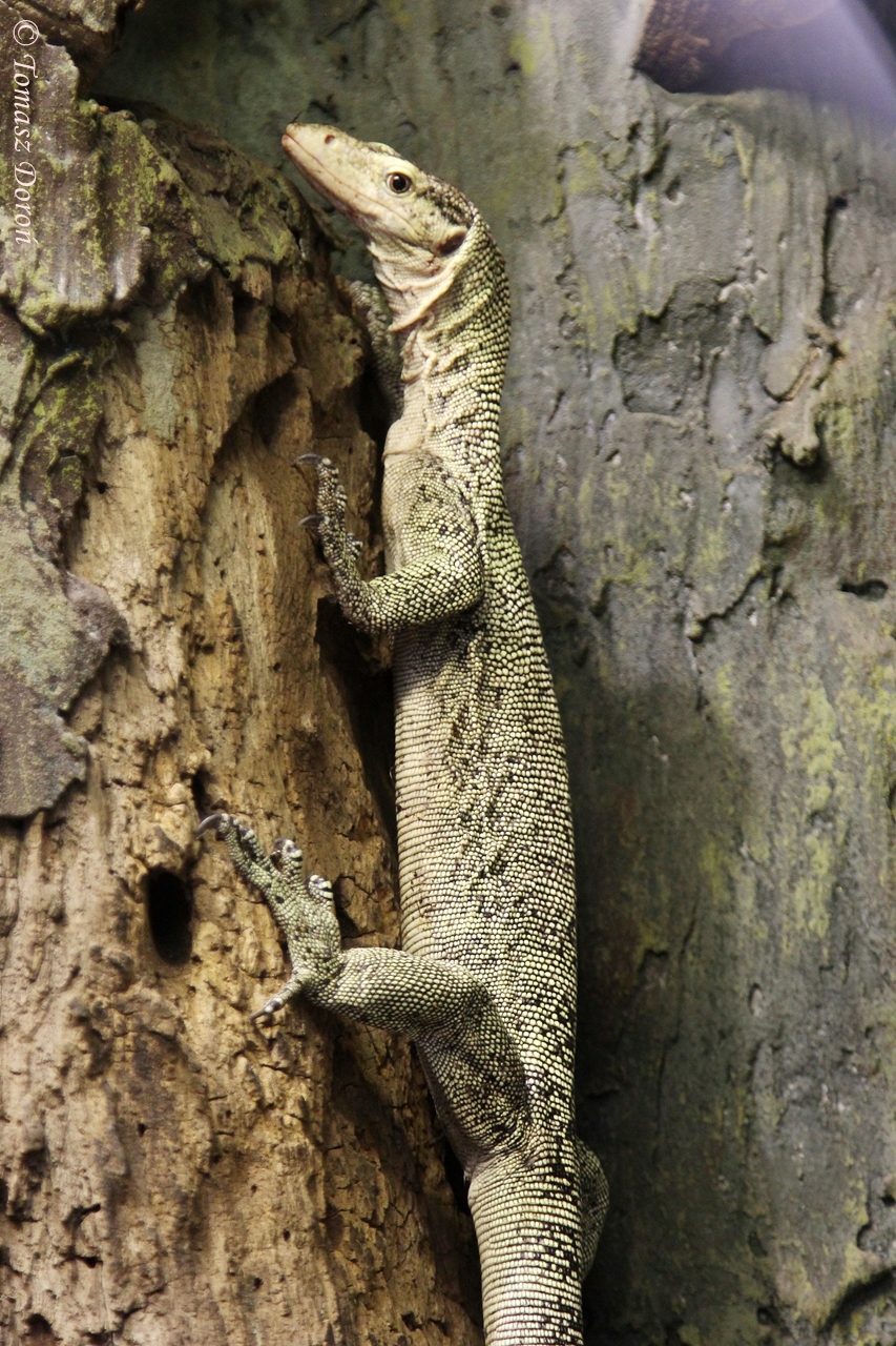 Quince Monitor (Varanus melinus)