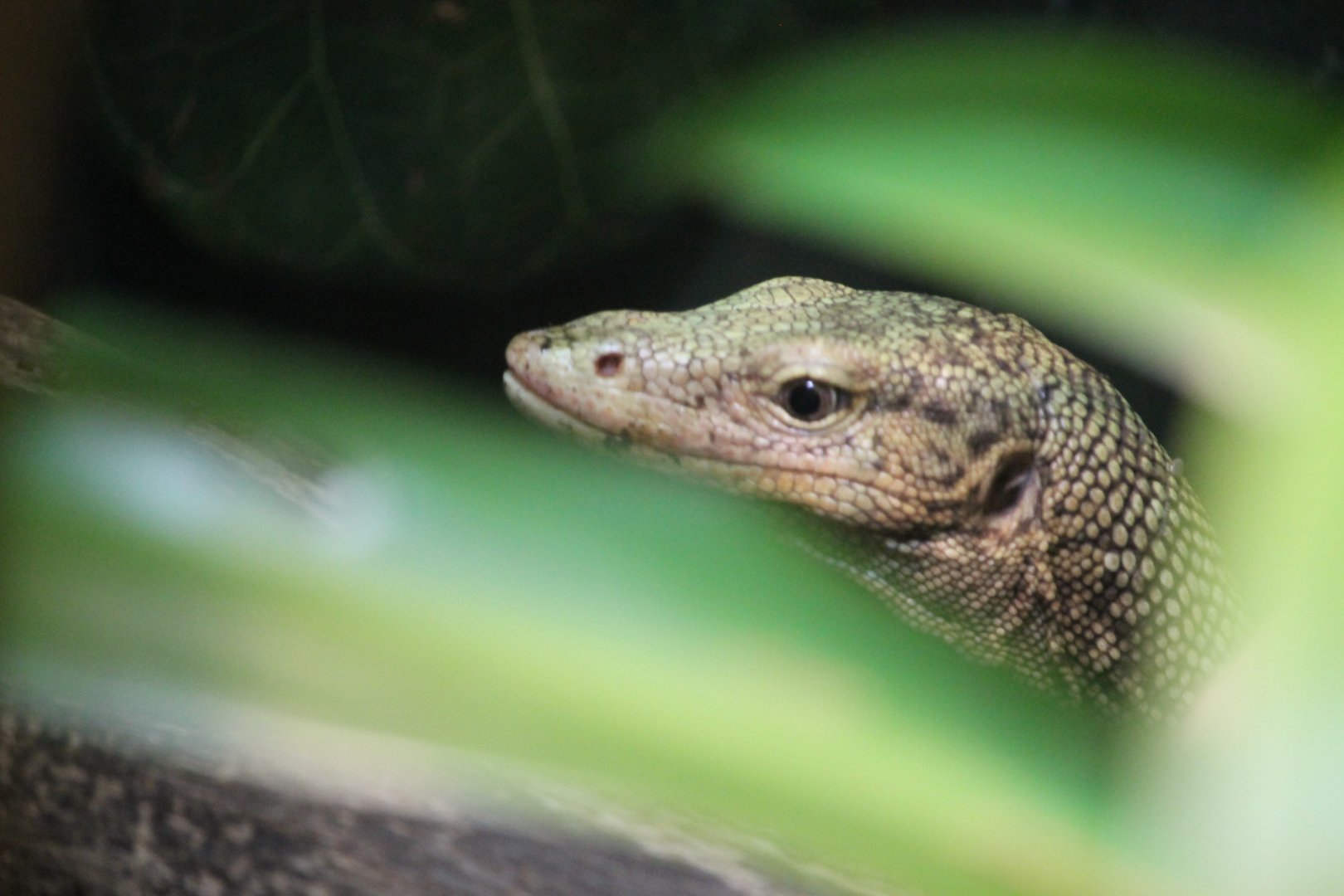Quince monitor (Varanus melinus)