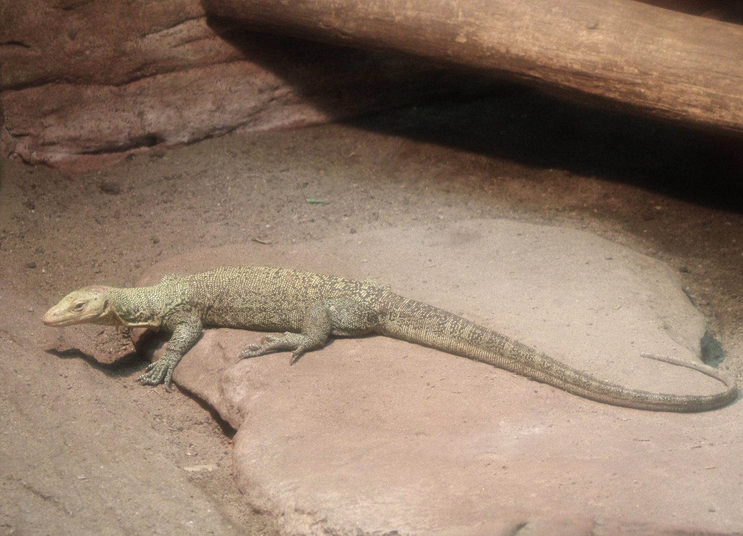 Quince monitor - Varanus melinus
