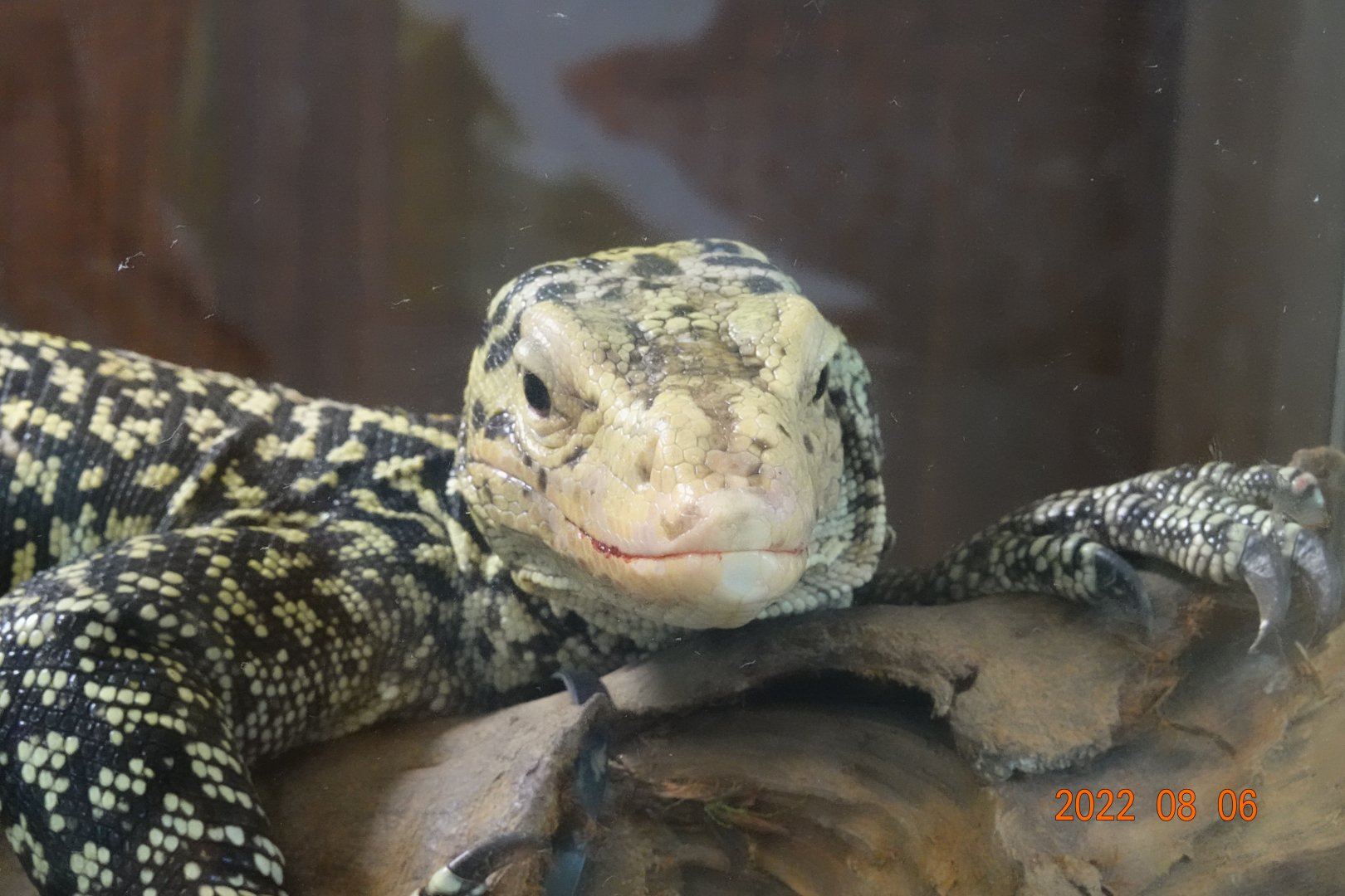Quince Monitor (Varanus melinus)