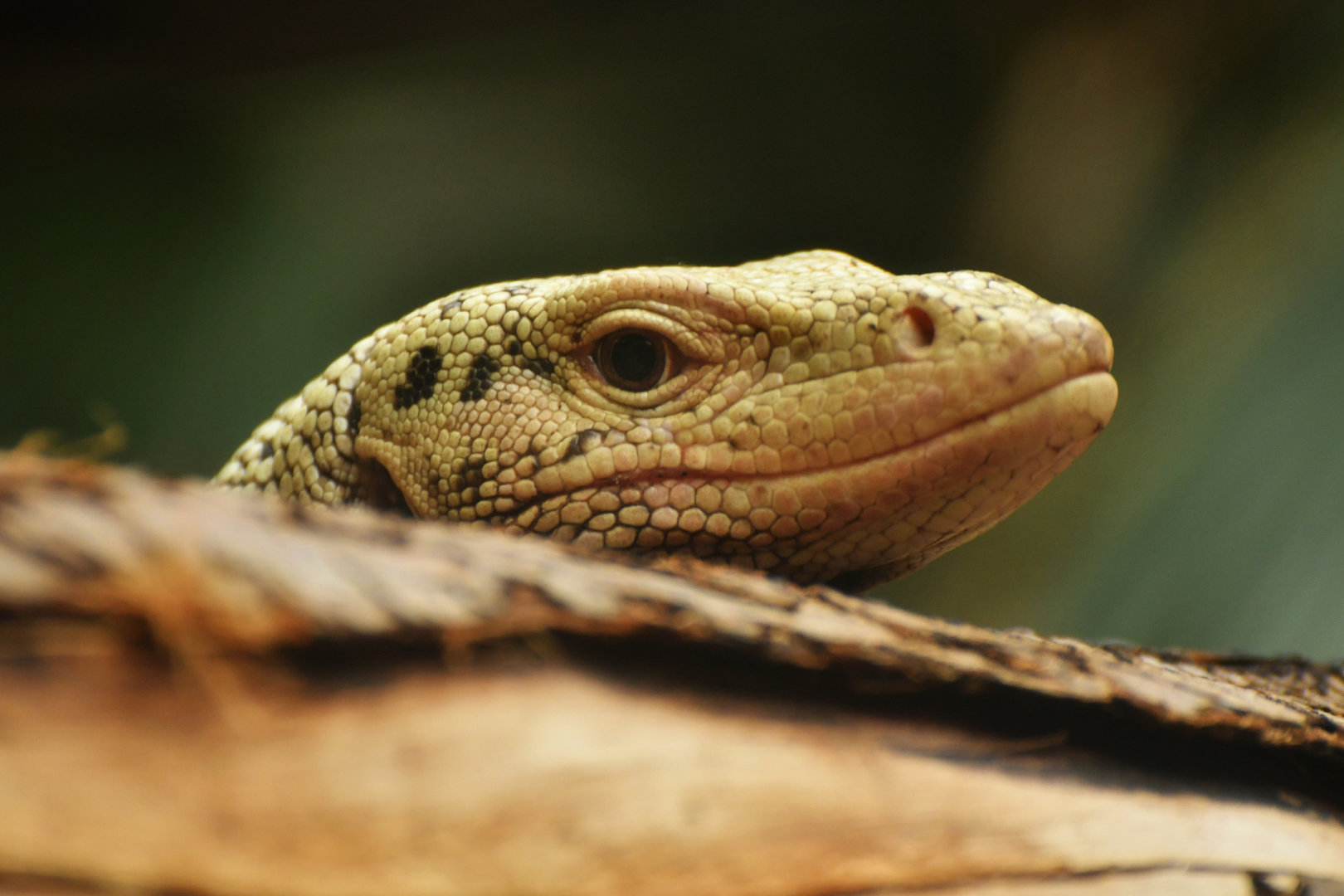 Quince monitor (Varanus melinus)