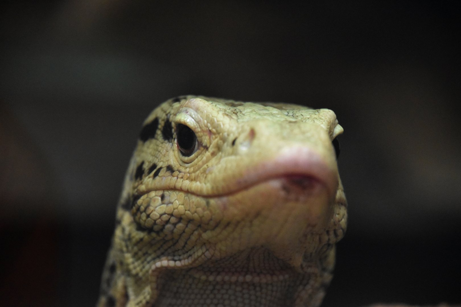 Quince monitor, Varanus melinus