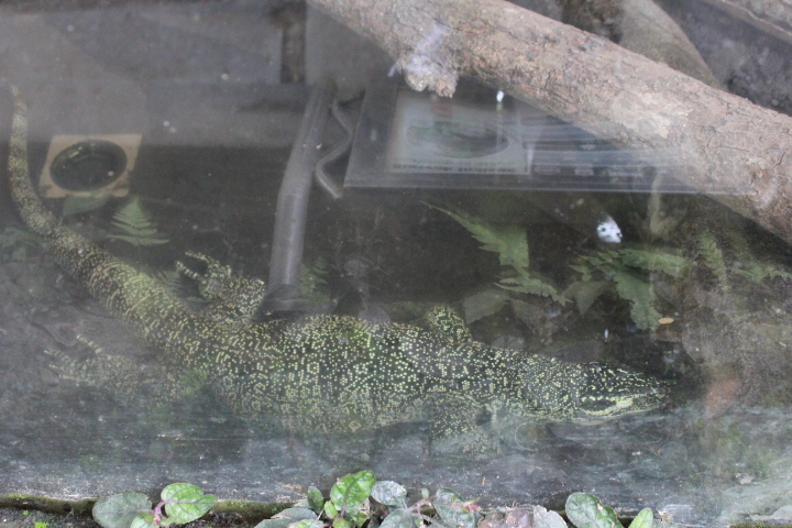 Quince monitor (Varanus melinus)