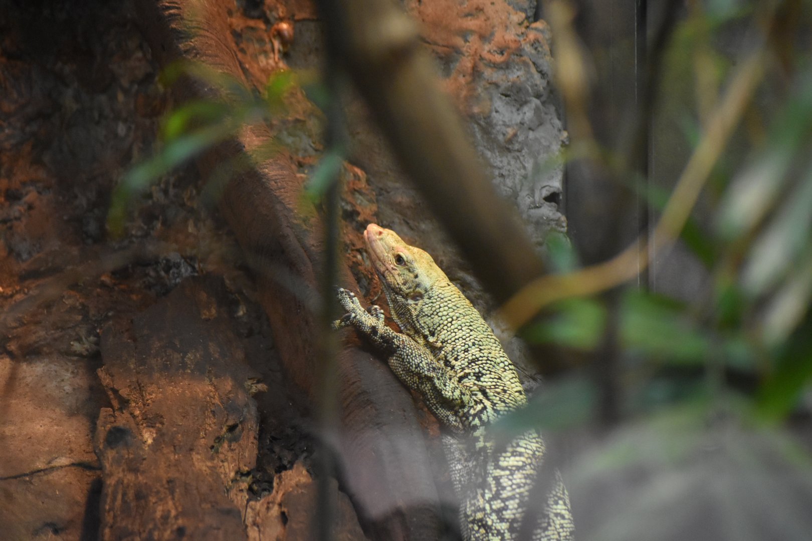 Quince Monitor (Varanus melinus)