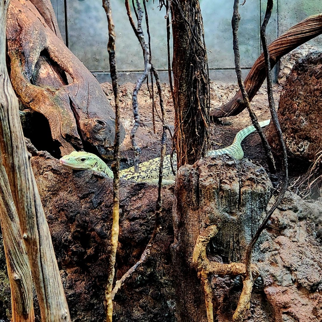 Quince Monitor (Varanus melinus)