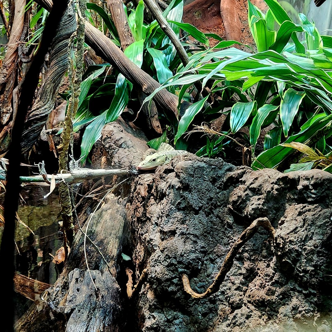 Quince Monitor (Varanus melinus)