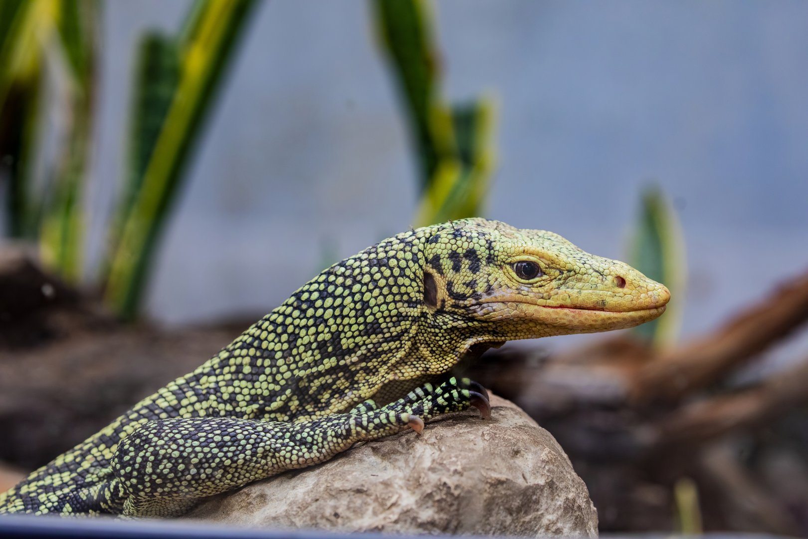 quince monitor (Varanus melinus)