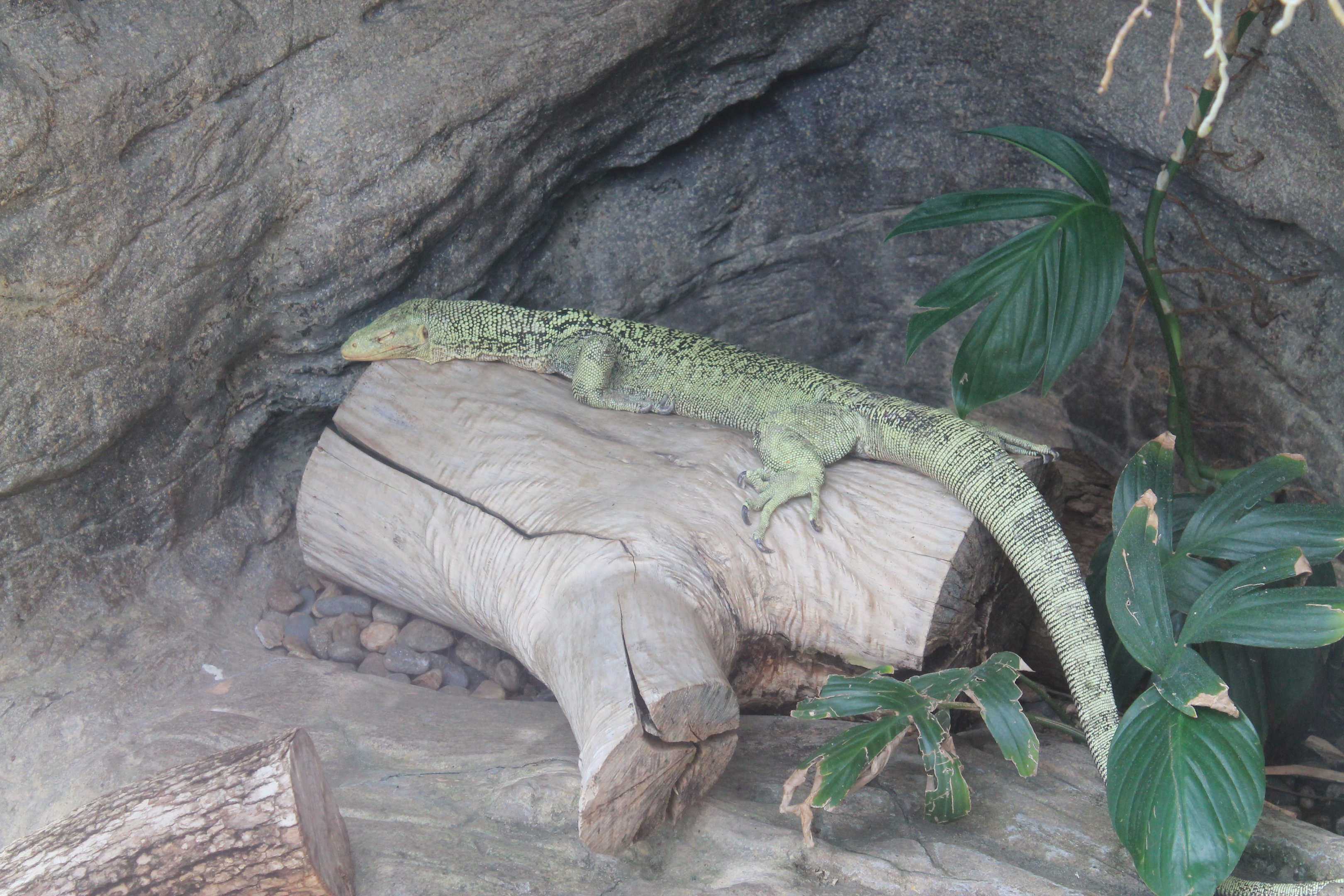 Quince Monitor (Varanus melinus)