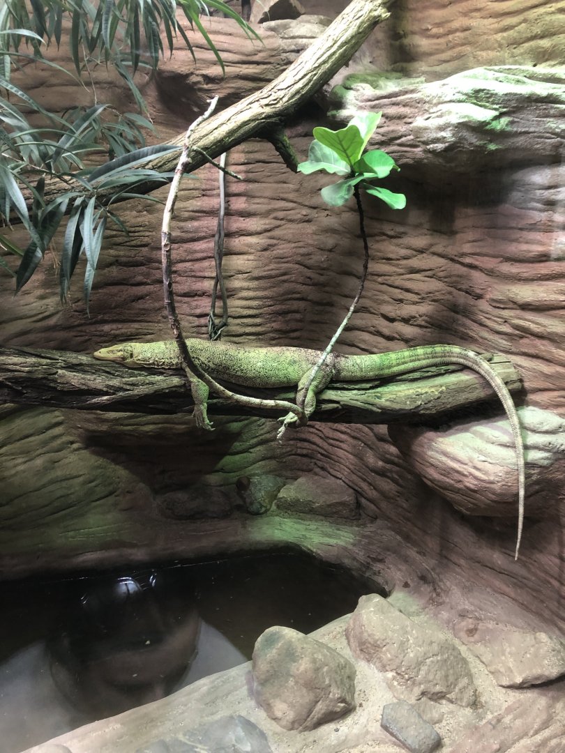 Quince Monitor (Varanus melinus)