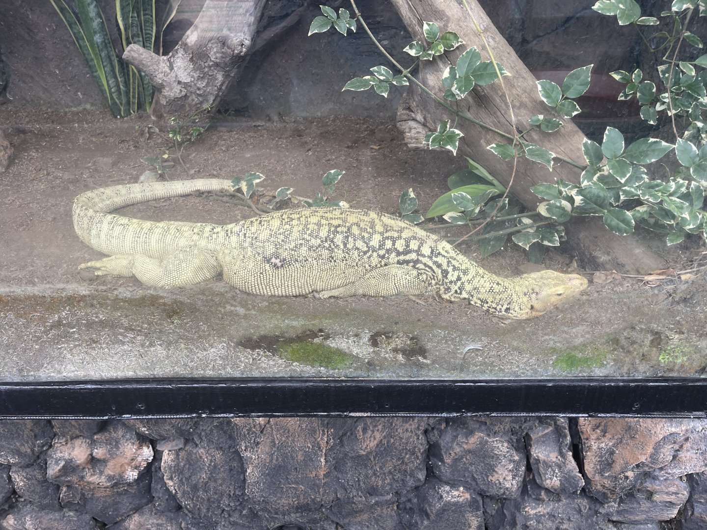 quince monitor (varanus melinus)