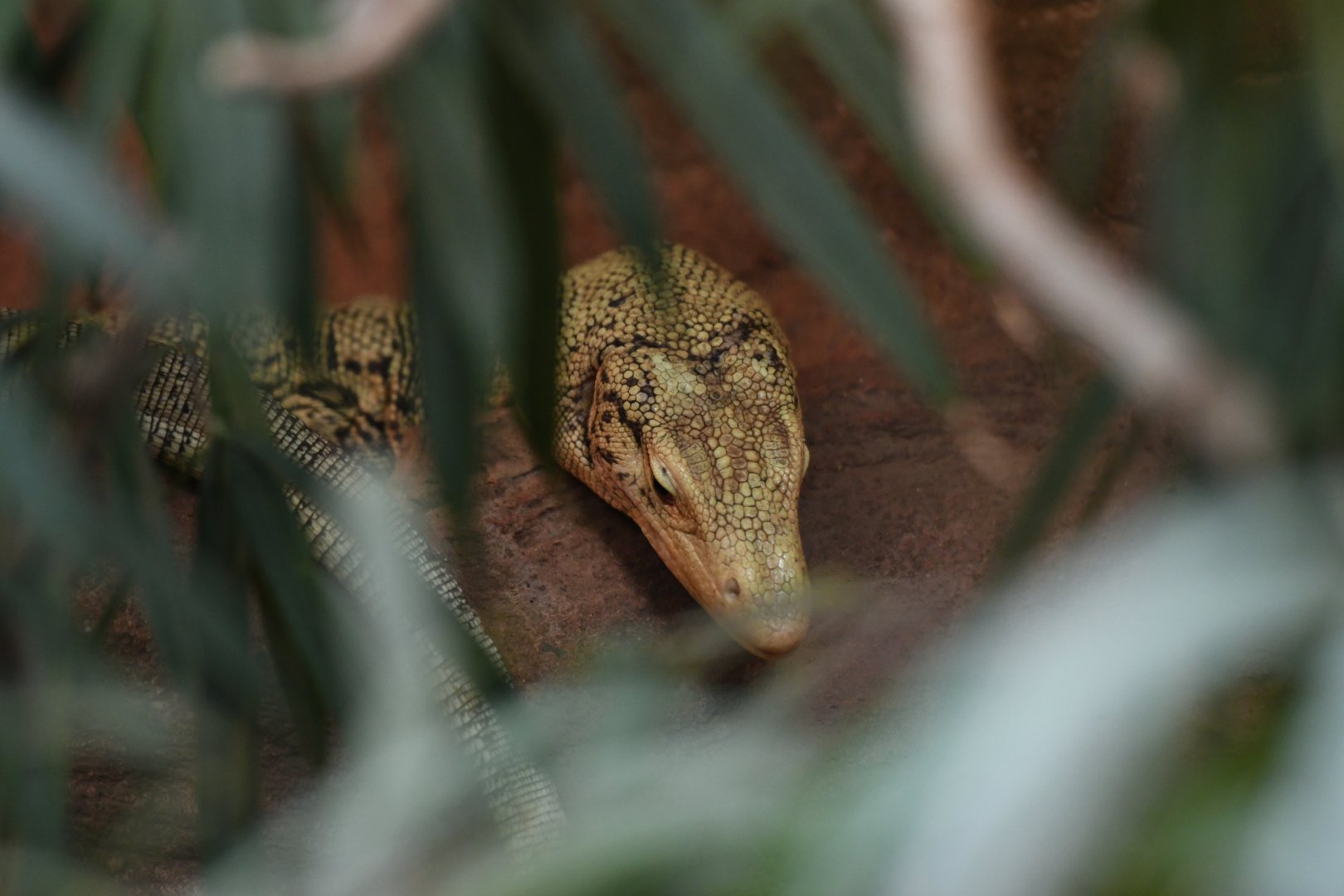 Quince monitor Varanus melinus