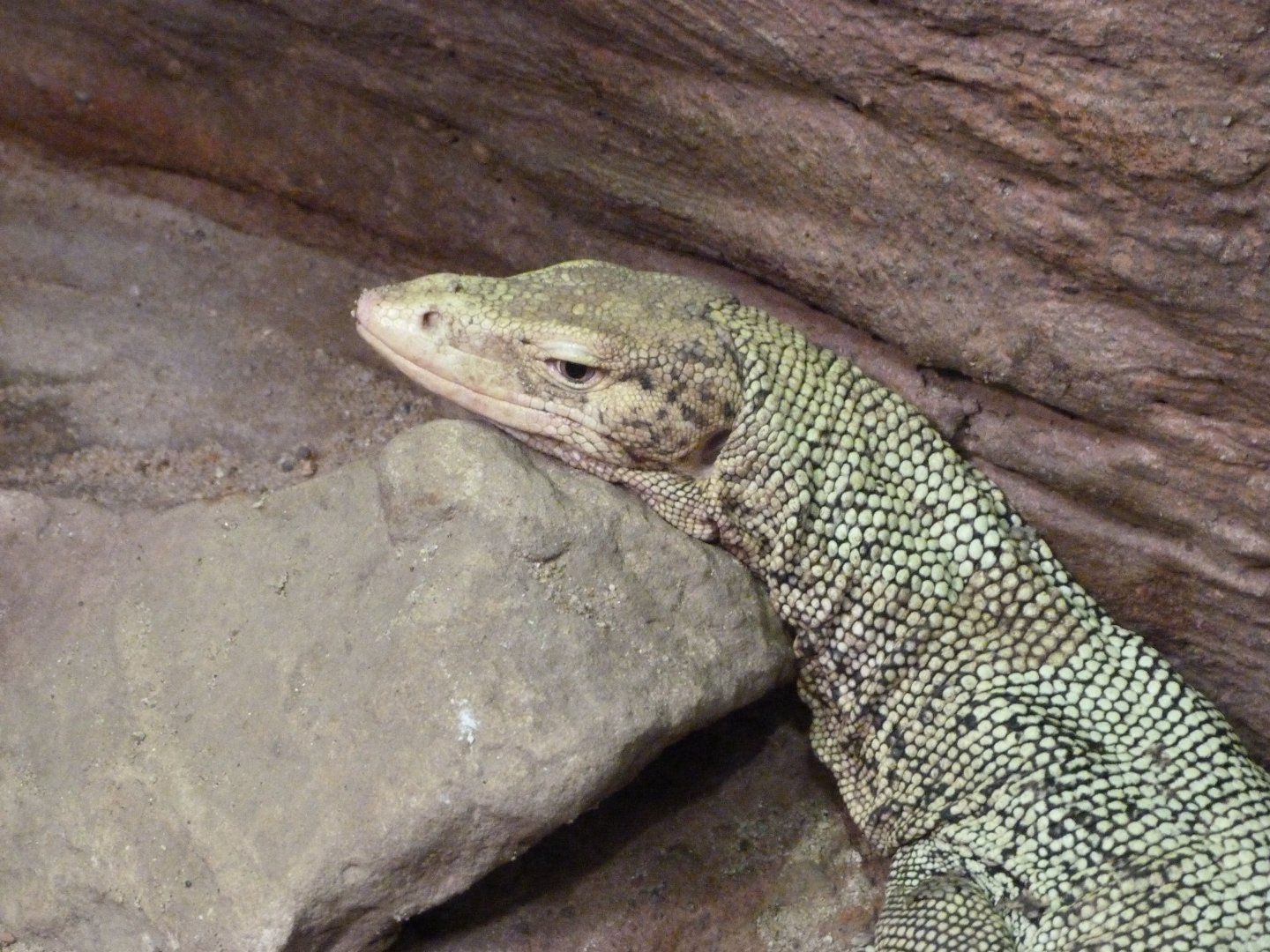 Quince monitor -Zoo Praha (2025)