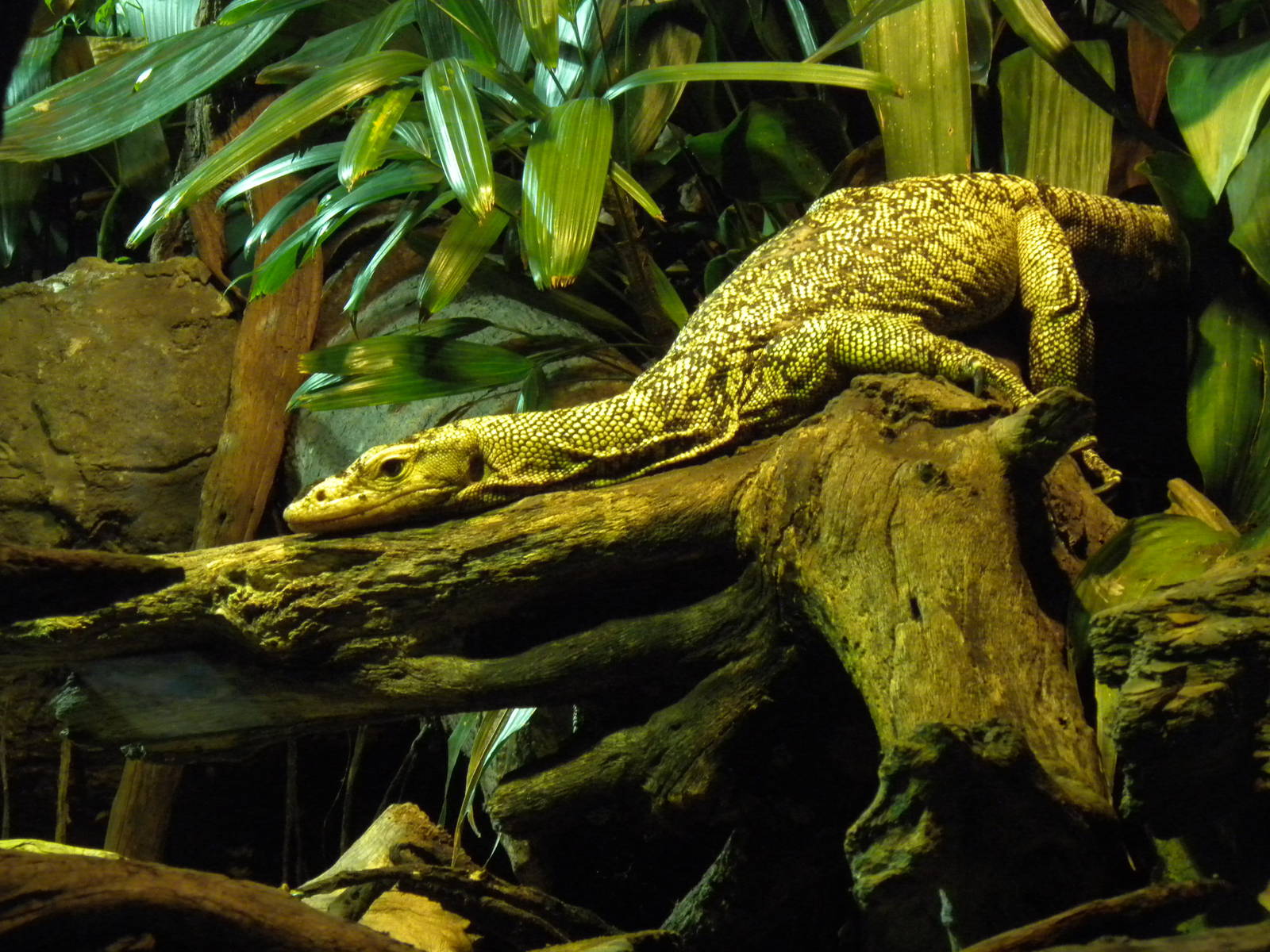 Quince Monitor