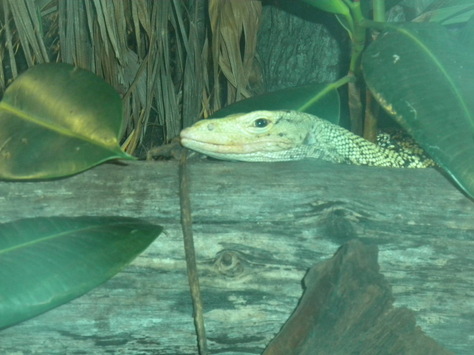 Quince Monitor
