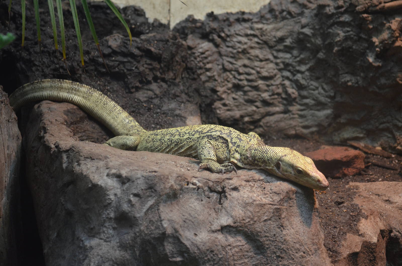 Quince Monitor