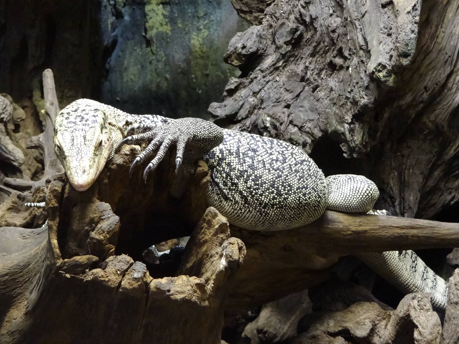 Quince Monitor
