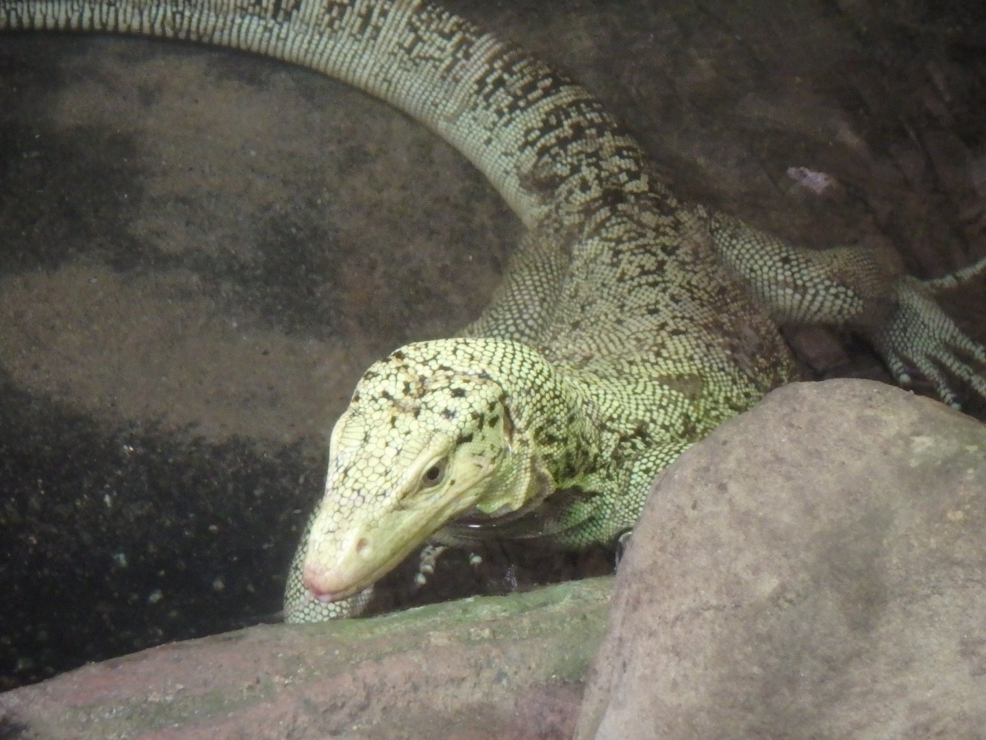 Quince monitor