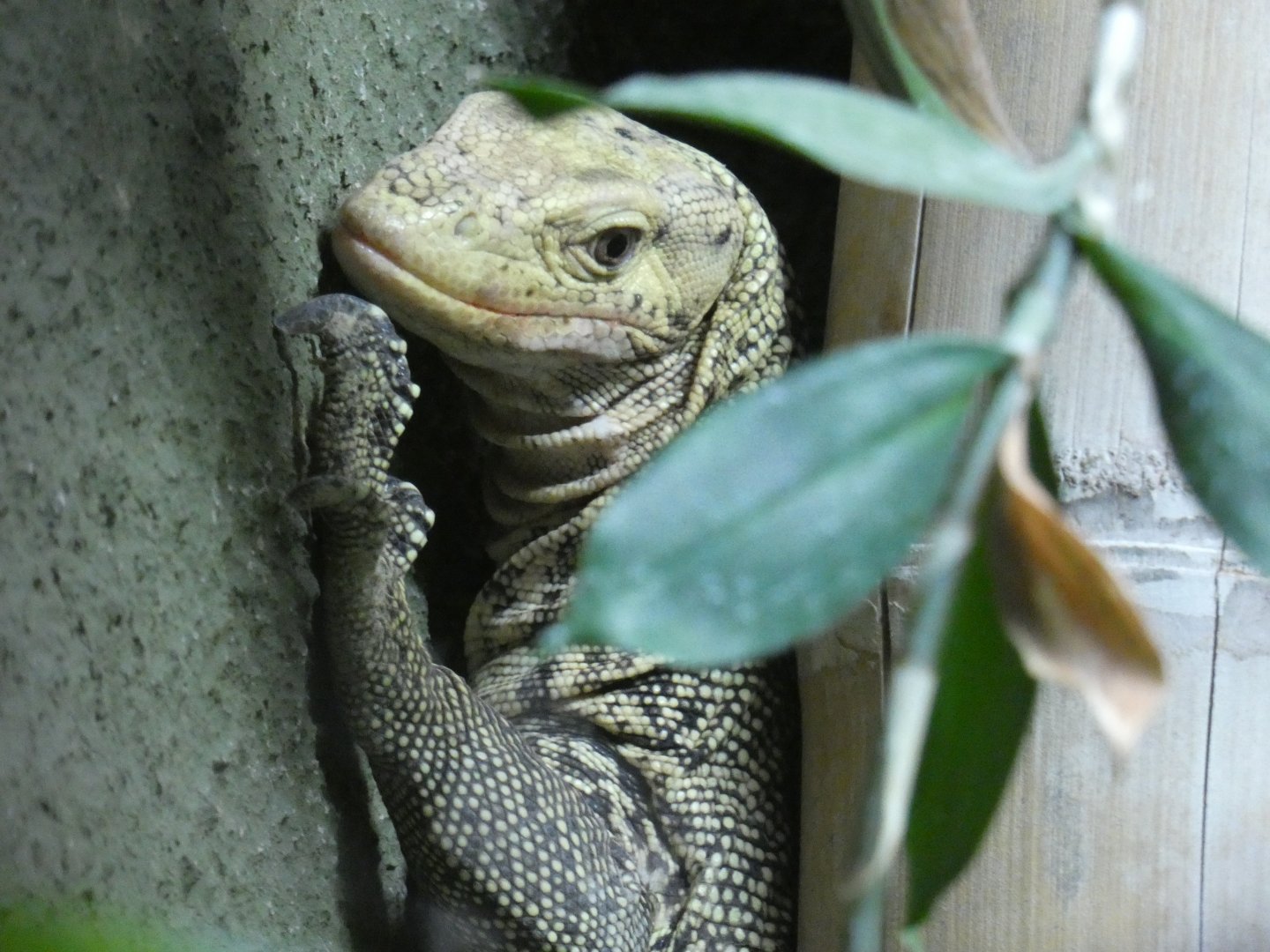Quince Monitor