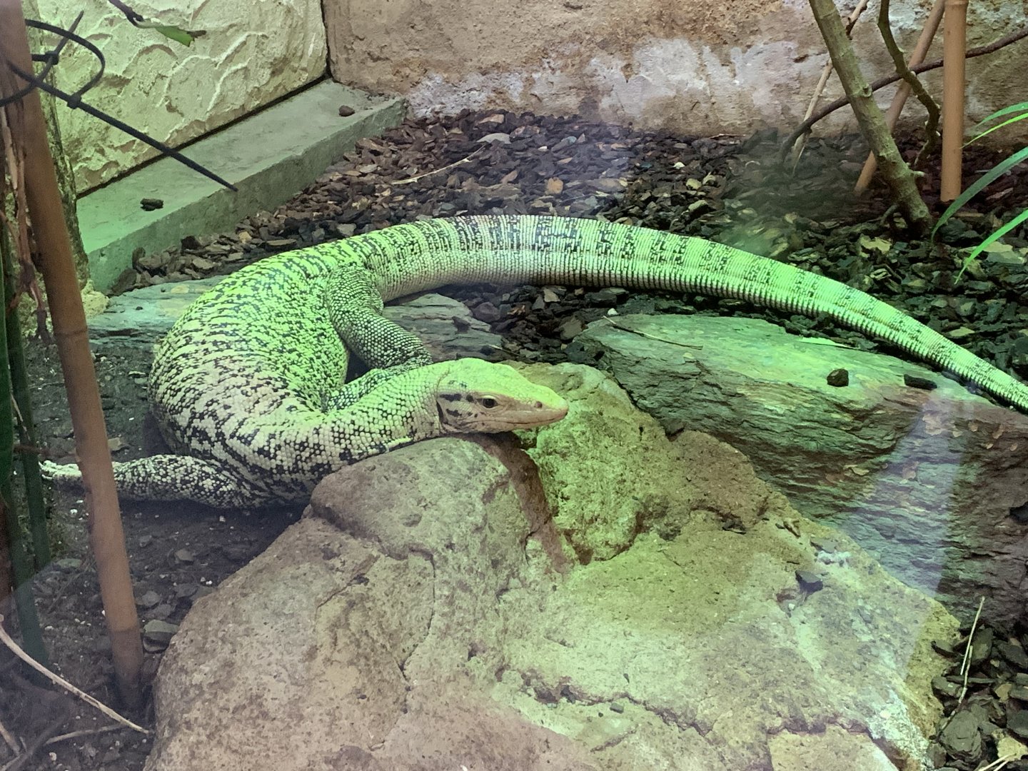 Quince monitor