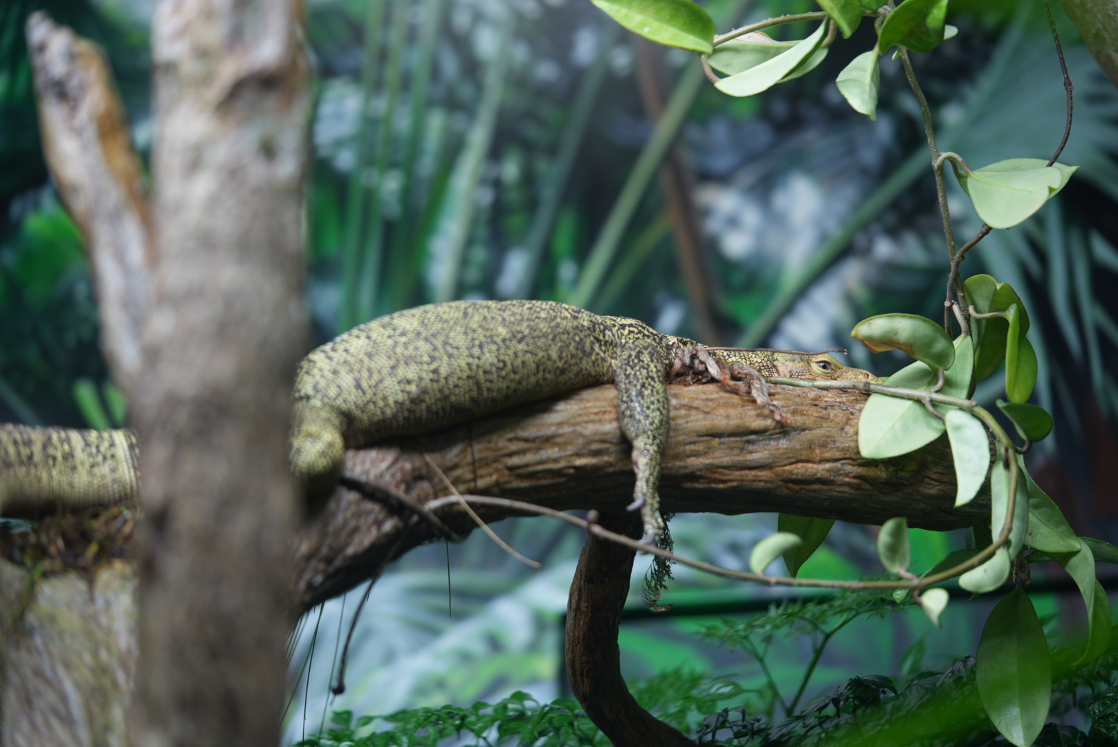 Quince Monitor