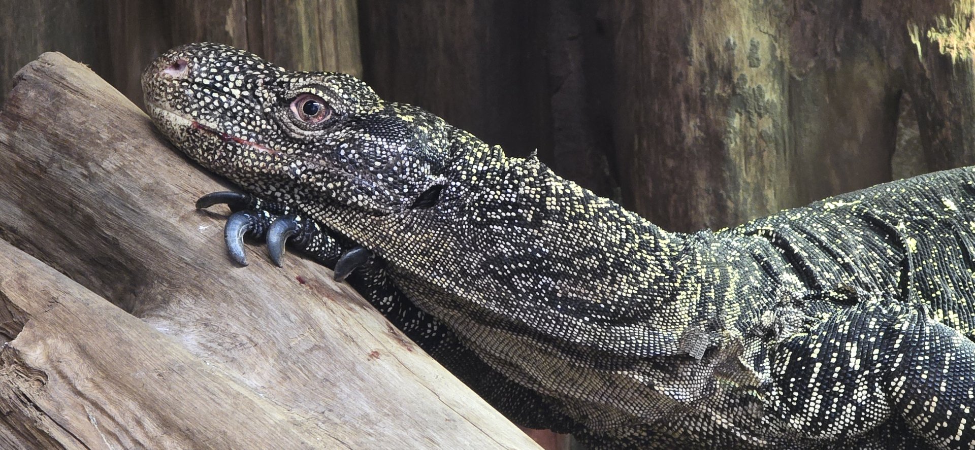 Quince monitor