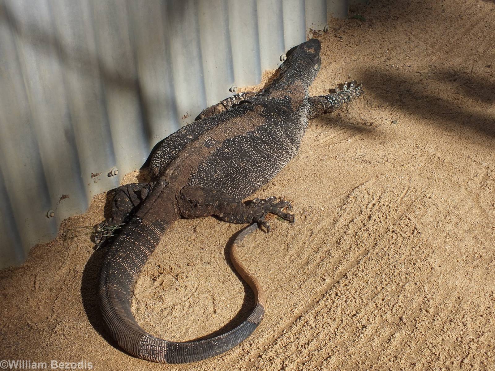 Quite a Dark Lace Monitor