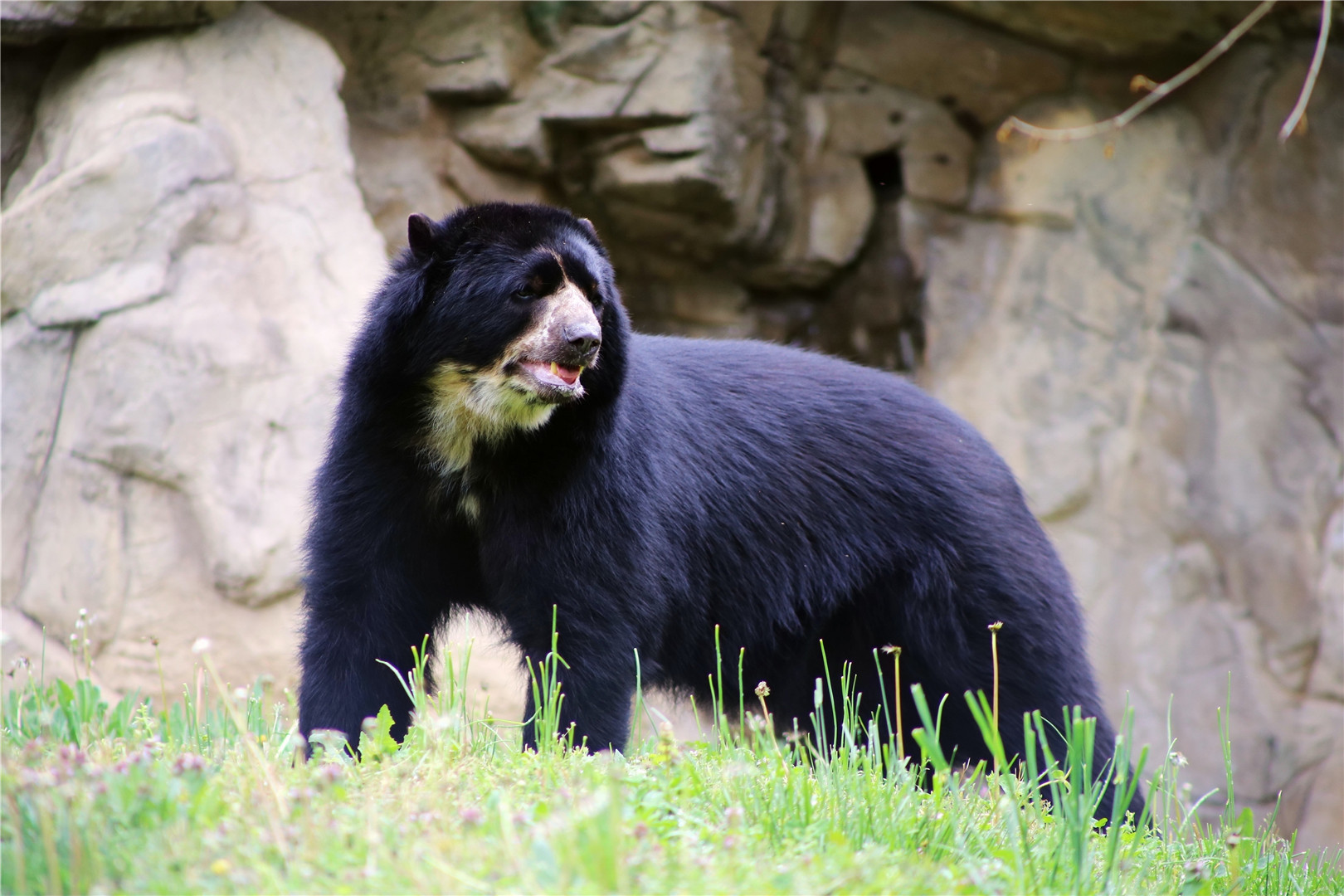 Quito the Andean Bear