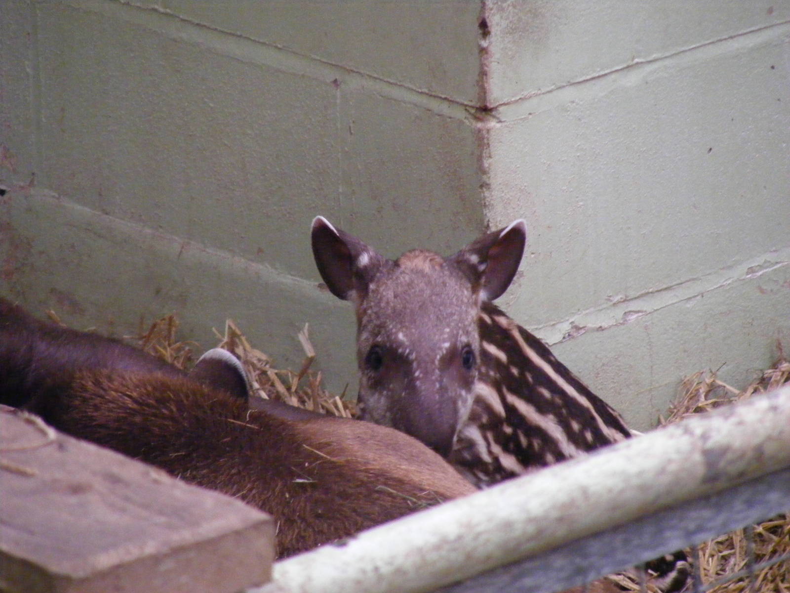 Quito the Brazilian tapir at Marwell Wildlife, 2 September 2010
