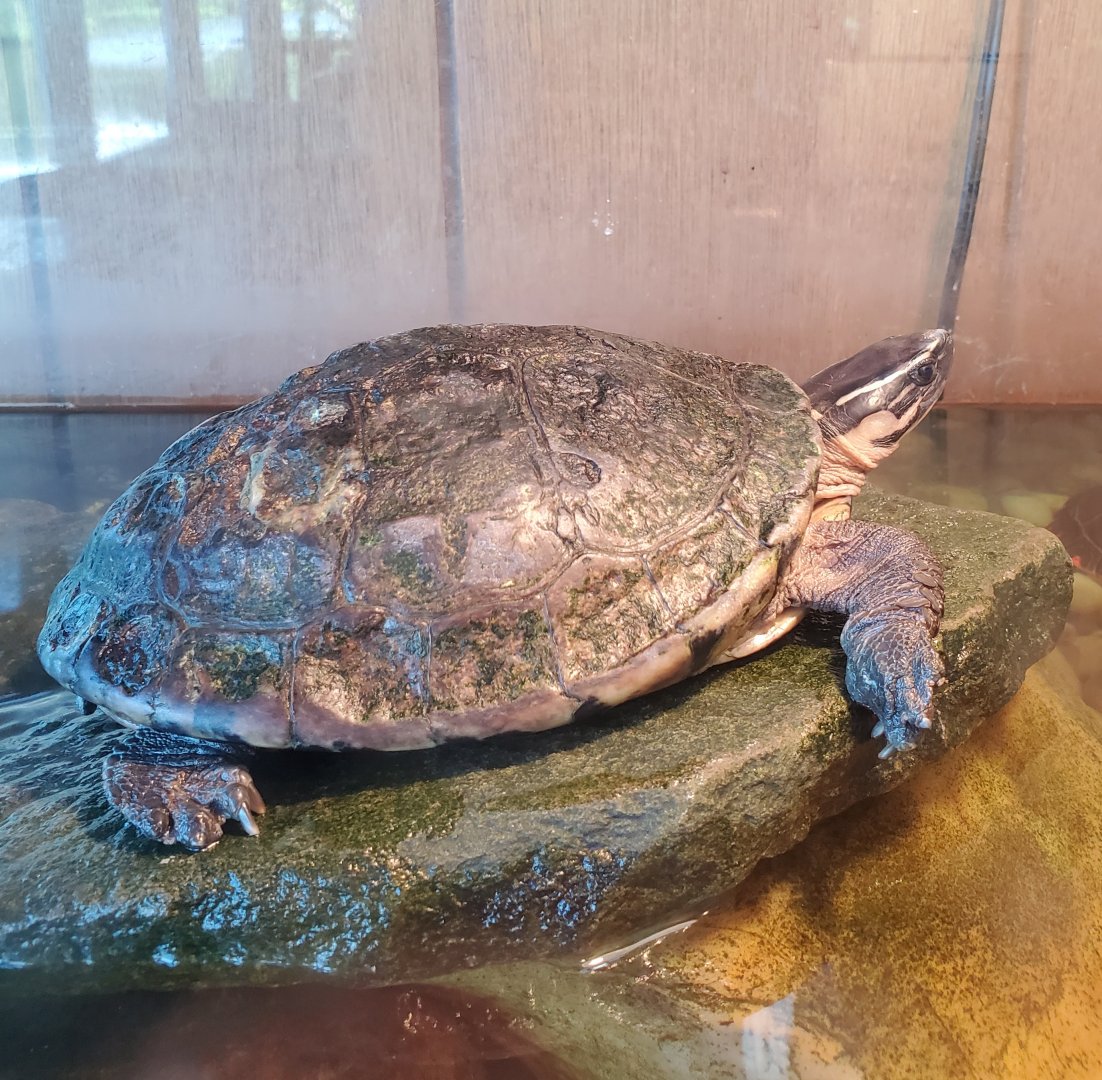 Quogue Wildlife Refuge (2022) - Amboina Box Turtle