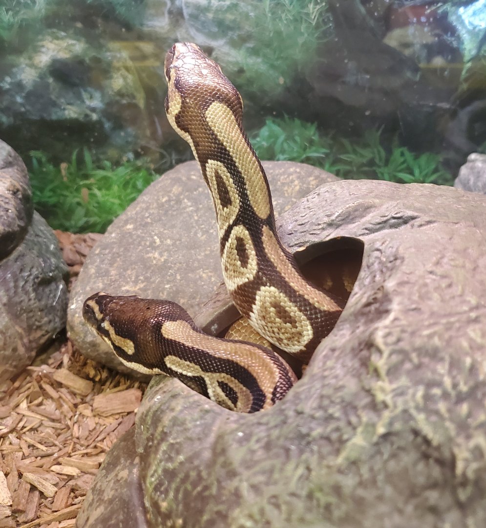 Quogue Wildlife Refuge (2022) - Ball Pythons