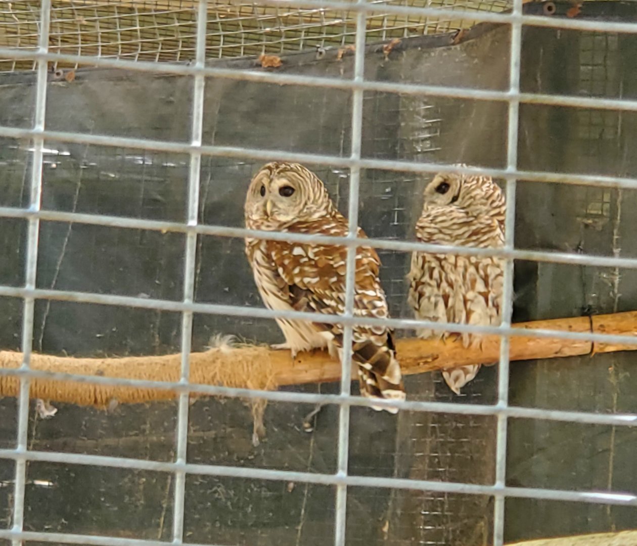 Quogue Wildlife Refuge (2022) - Barred Owls