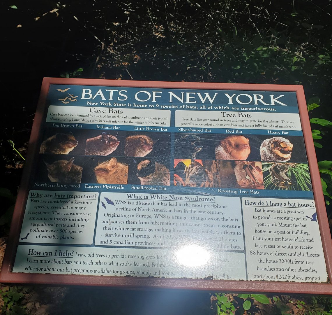 Quogue Wildlife Refuge (2022) - Bats of New York