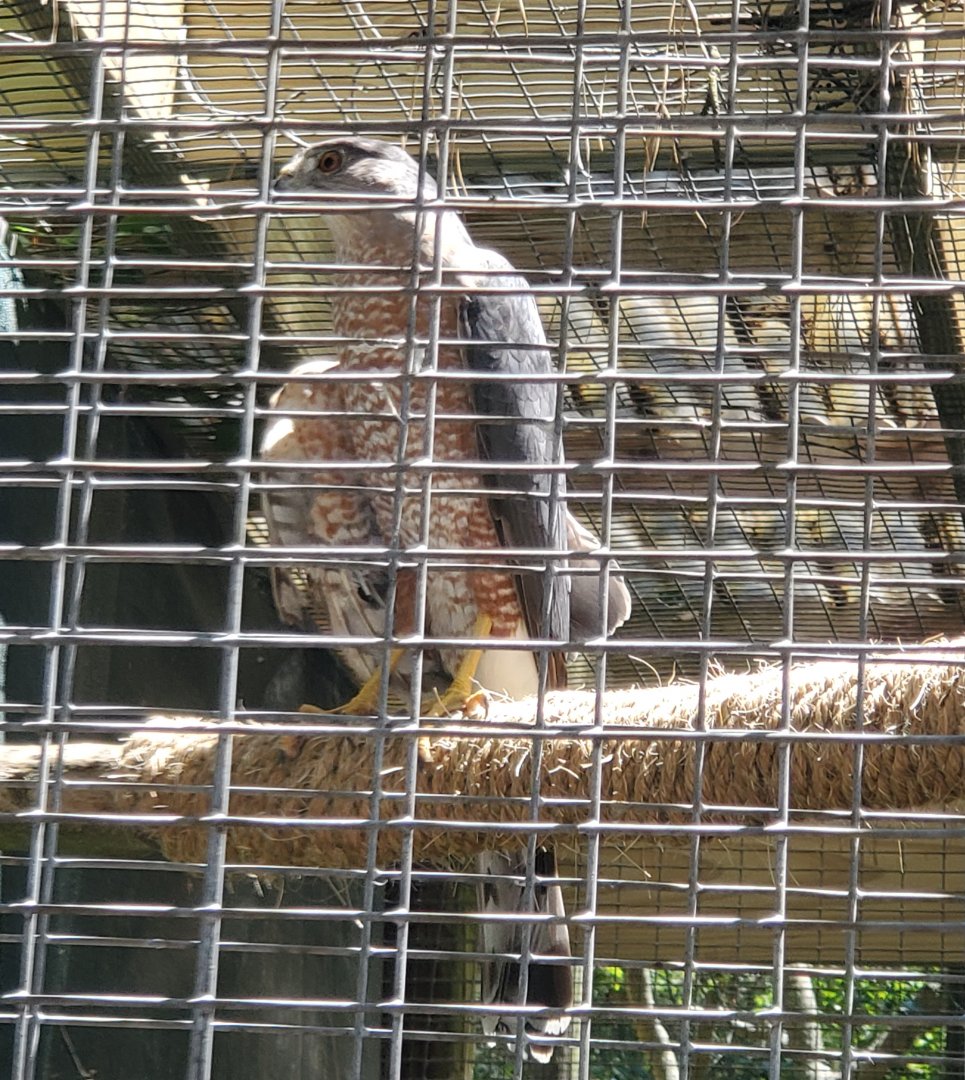 Quogue Wildlife Refuge (2022) - Cooper's Hawk